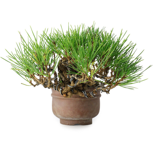 Pinus thunbergii, 11 cm, ± 25 ans