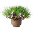Pinus thunbergii, 11 cm, ± 25 jaar oud