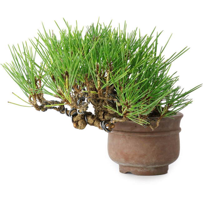 Pinus thunbergii, 11 cm, ± 25 years old