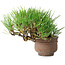 Pinus thunbergii, 11 cm, ± 25 jaar oud