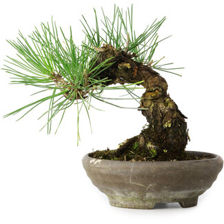 Pinus thunbergii, 15 cm, ± 25 jaar oud