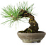 Pinus thunbergii, 15 cm, ± 25 jaar oud