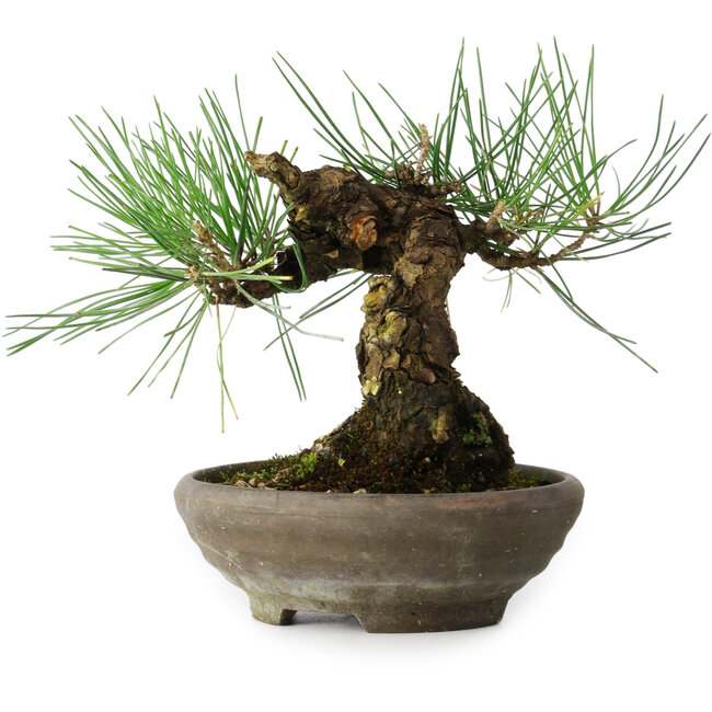 Pinus thunbergii, 15 cm, ± 25 anni