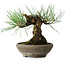 Pinus thunbergii, 15 cm, ± 25 ans