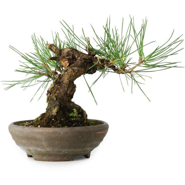 Pinus thunbergii, 15 cm, ± 25 anni