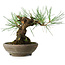 Pinus thunbergii, 15 cm, ± 25 jaar oud