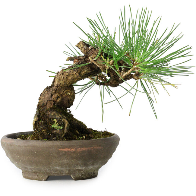 Pinus thunbergii, 15 cm, ± 25 años