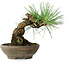 Pinus thunbergii, 15 cm, ± 25 ans