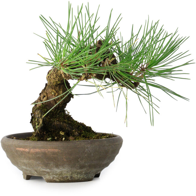 Pinus thunbergii, 15 cm, ± 25 Jahre alt