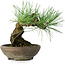 Pinus thunbergii, 15 cm, ± 25 ans