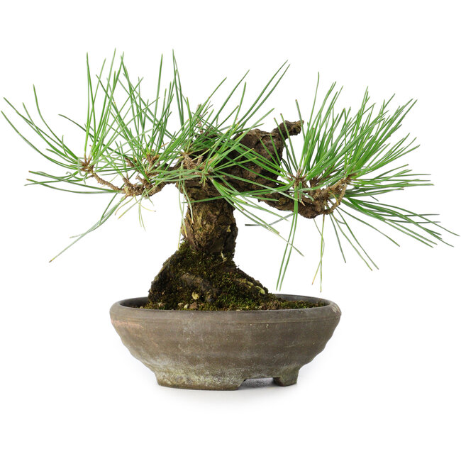 Pinus thunbergii, 15 cm, ± 25 years old