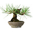 Pinus thunbergii, 15 cm, ± 25 ans