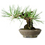 Pinus thunbergii, 15 cm, ± 25 ans