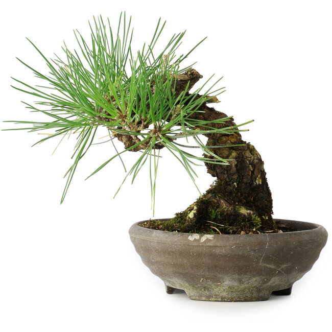 Pinus thunbergii, 15 cm, ± 25 anni