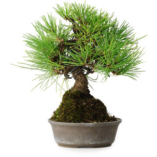 Pinus thunbergii, 16,5 cm, ± 25 jaar oud