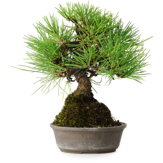 Pinus thunbergii, 16,5 cm, ± 25 jaar oud