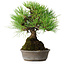 Pinus thunbergii, 16,5 cm, ± 25 jaar oud