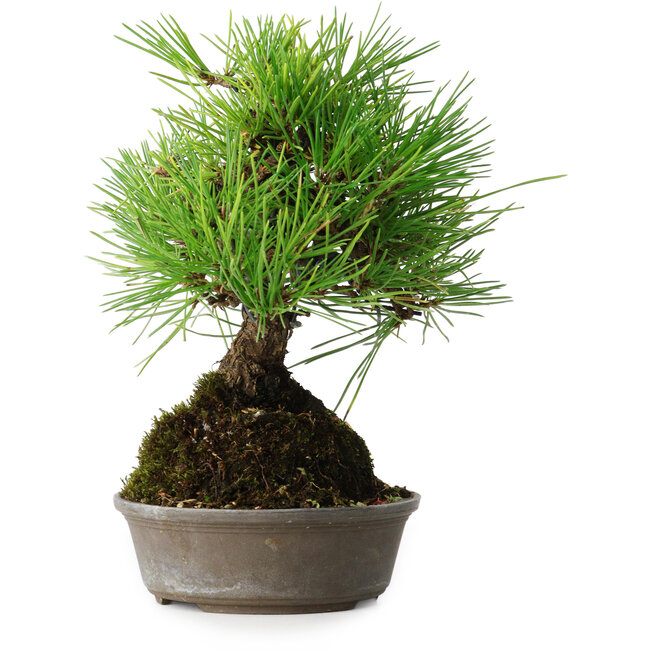 Pinus thunbergii, 16,5 cm, ± 25 years old