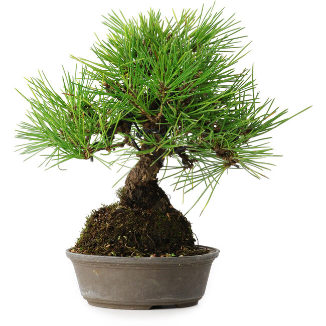 Pinus thunbergii, 16,5 cm, ± 25 years old