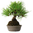 Pinus thunbergii, 16,5 cm, ± 25 jaar oud