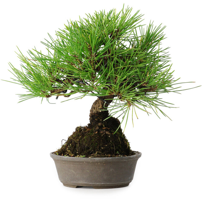 Pinus thunbergii, 16,5 cm, ± 25 jaar oud