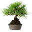 Pinus thunbergii, 16,5 cm, ± 25 jaar oud