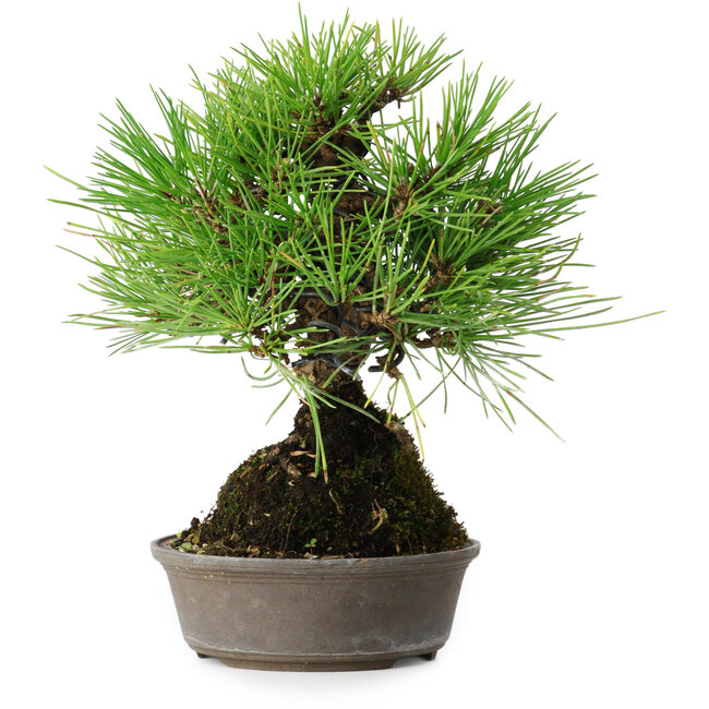Pinus thunbergii, 16,5 cm, ± 25 years old