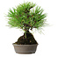 Pinus thunbergii, 16,5 cm, ± 25 jaar oud