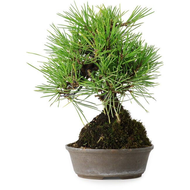 Pinus thunbergii, 16,5 cm, ± 25 jaar oud