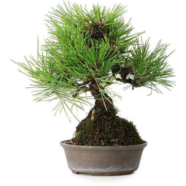 Pinus thunbergii, 16,5 cm, ± 25 Jahre alt