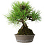 Pinus thunbergii, 16,5 cm, ± 25 jaar oud