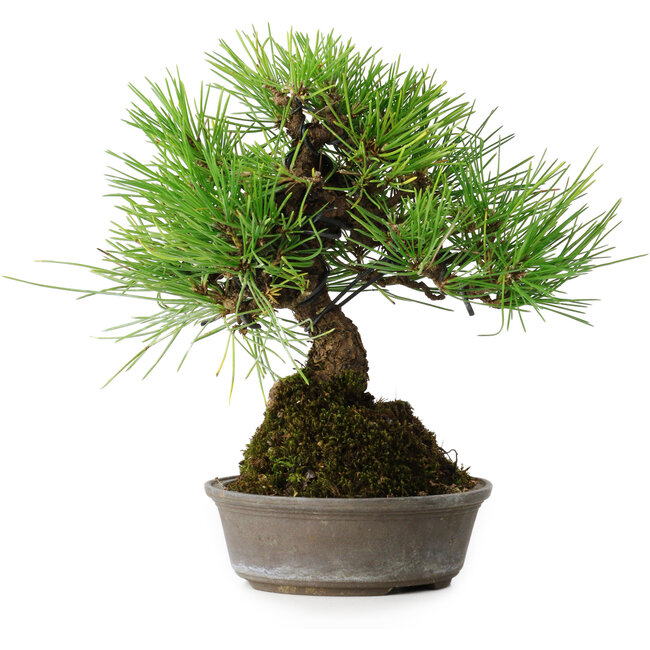 Pinus thunbergii, 16,5 cm, ± 25 jaar oud