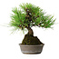 Pinus thunbergii, 16,5 cm, ± 25 jaar oud