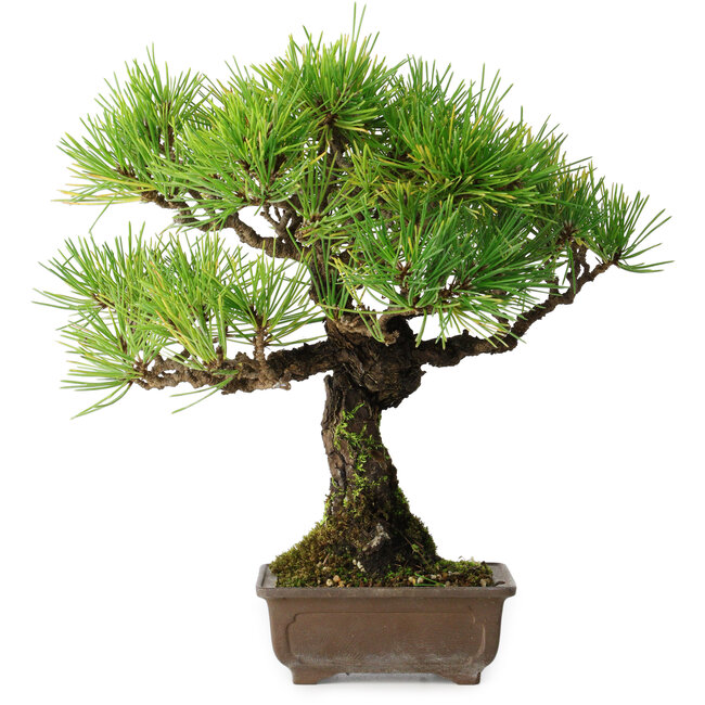 Pinus thunbergii, 27 cm, ± 25 jaar oud, in een pot met een chip van één voet