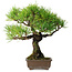 Pinus thunbergii, 27 cm, ± 25 ans, dans un pot avec un éclat d'un pied