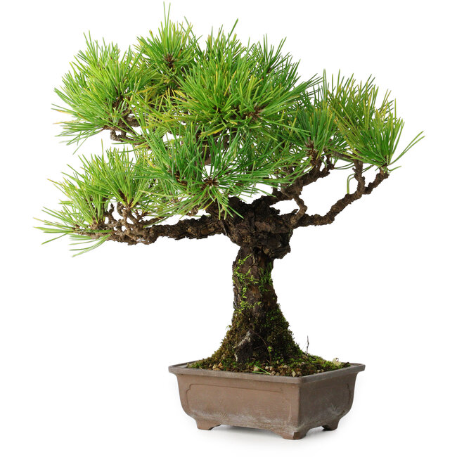 Pinus thunbergii, 27 cm, ± 25 jaar oud, in een pot met een chip van één voet