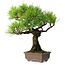 Pinus thunbergii, 27 cm, ± 25 ans, dans un pot avec un éclat d'un pied