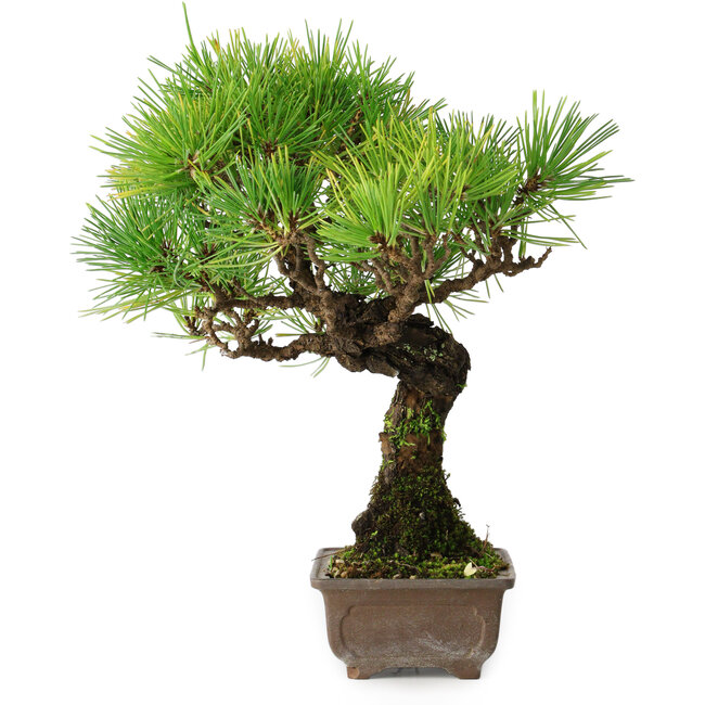 Pinus thunbergii, 27 cm, ± 25 Jahre alt, in einem Topf mit einem Chip von einem Fuß