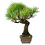 Pinus thunbergii, 27 cm, ± 25 ans, dans un pot avec un éclat d'un pied
