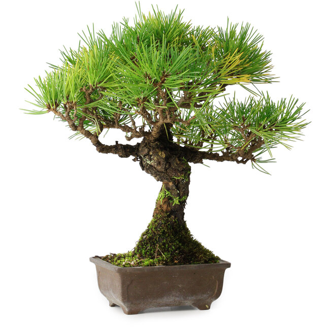 Pinus thunbergii, 27 cm, ± 25 jaar oud, in een pot met een chip van één voet
