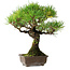 Pinus thunbergii, 27 cm, ± 25 ans, dans un pot avec un éclat d'un pied