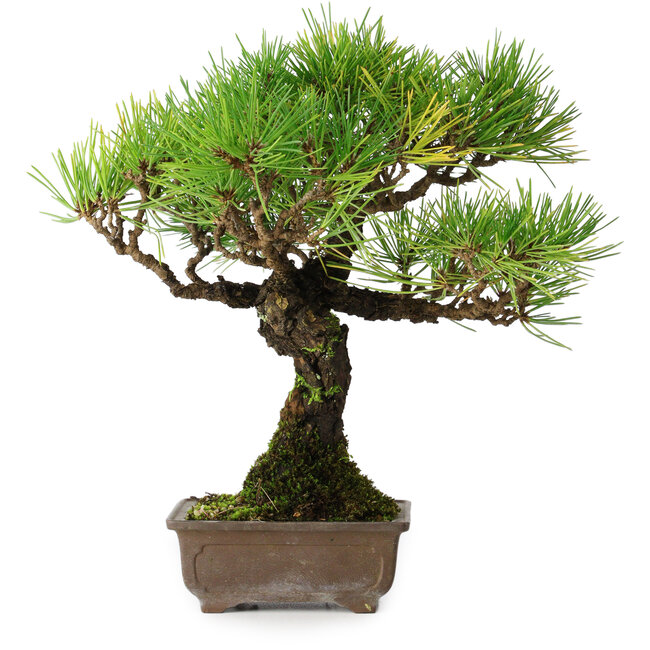 Pinus thunbergii, 27 cm, ± 25 anni, in un vaso con una scheggia di un piede