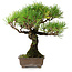 Pinus thunbergii, 27 cm, ± 25 ans, dans un pot avec un éclat d'un pied