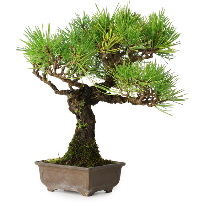 Pinus thunbergii, 27 cm, ± 25 ans, dans un pot avec un éclat d'un pied