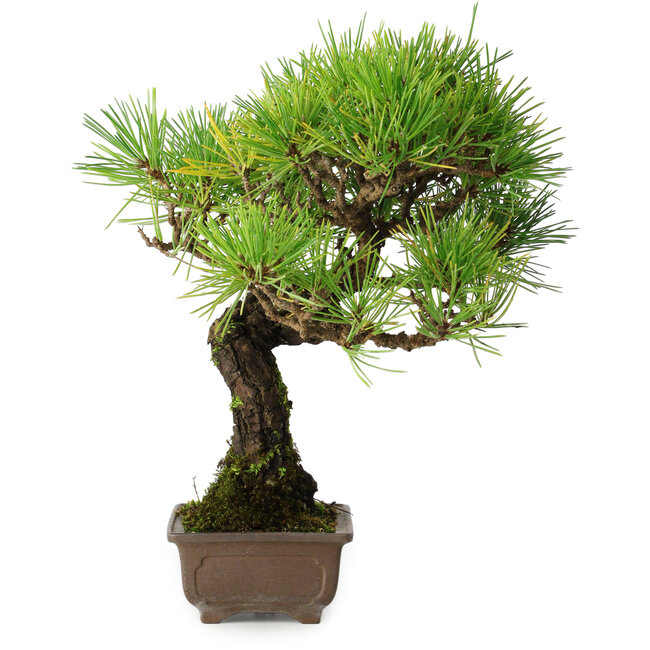 Pinus thunbergii, 27 cm, ± 25 ans, dans un pot avec un éclat d'un pied
