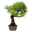 Pinus thunbergii, 27 cm, ± 25 jaar oud, in een pot met een chip van één voet