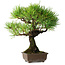 Pinus thunbergii, 27 cm, ± 25 ans, dans un pot avec un éclat d'un pied