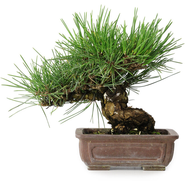 Pinus thunbergii, 18 cm, ± 30 jaar oud