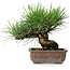 Pinus thunbergii, 18 cm, ± 30 jaar oud