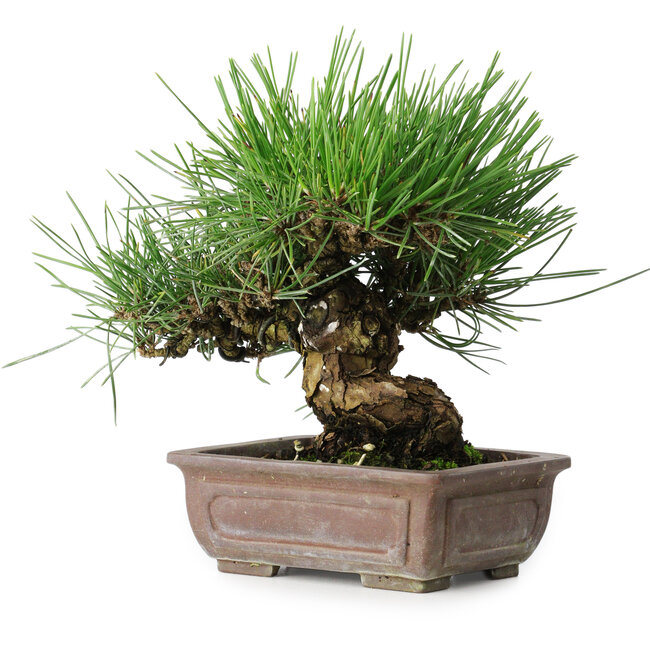 Pinus thunbergii, 18 cm, ± 30 jaar oud